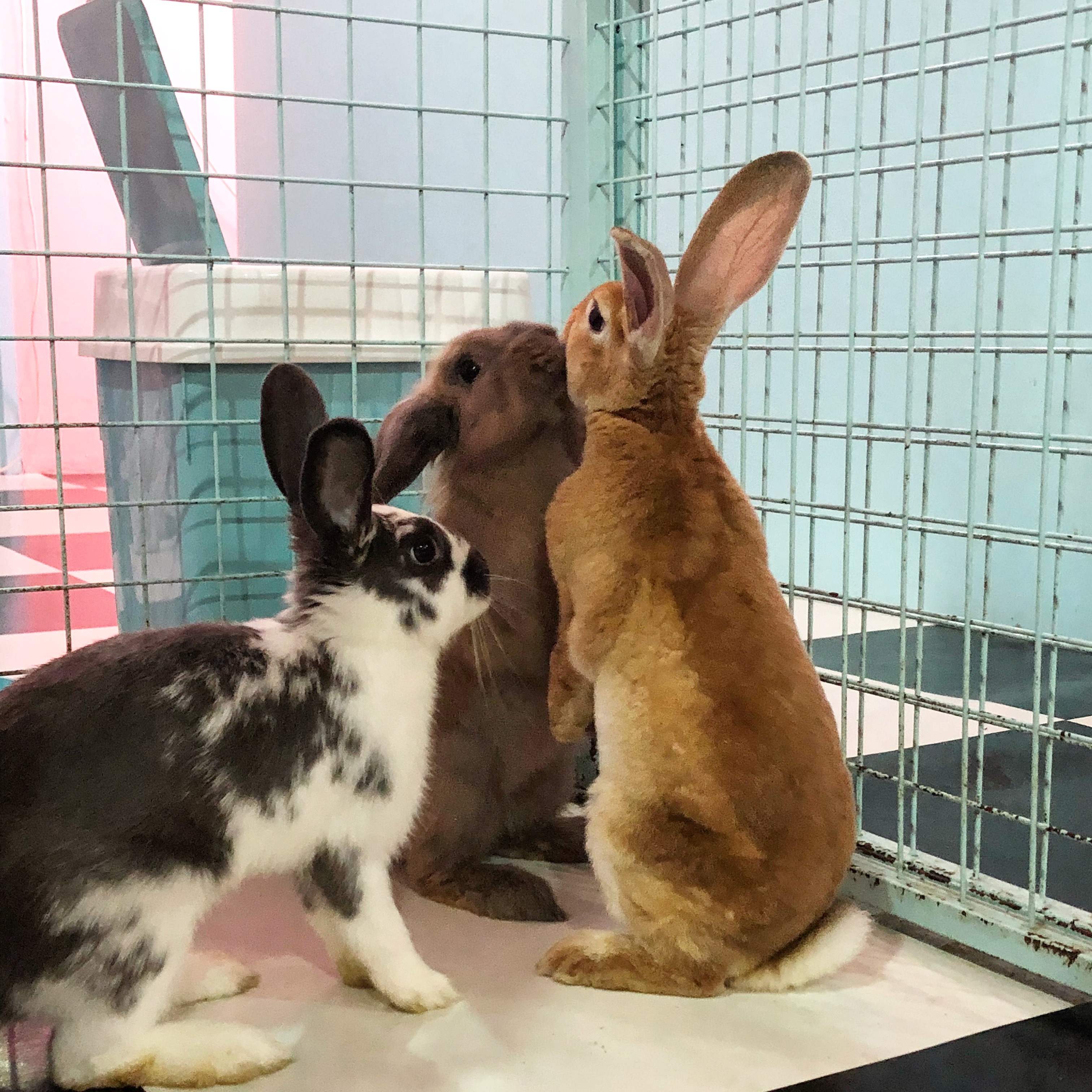 Bunny Cafe in Seoul