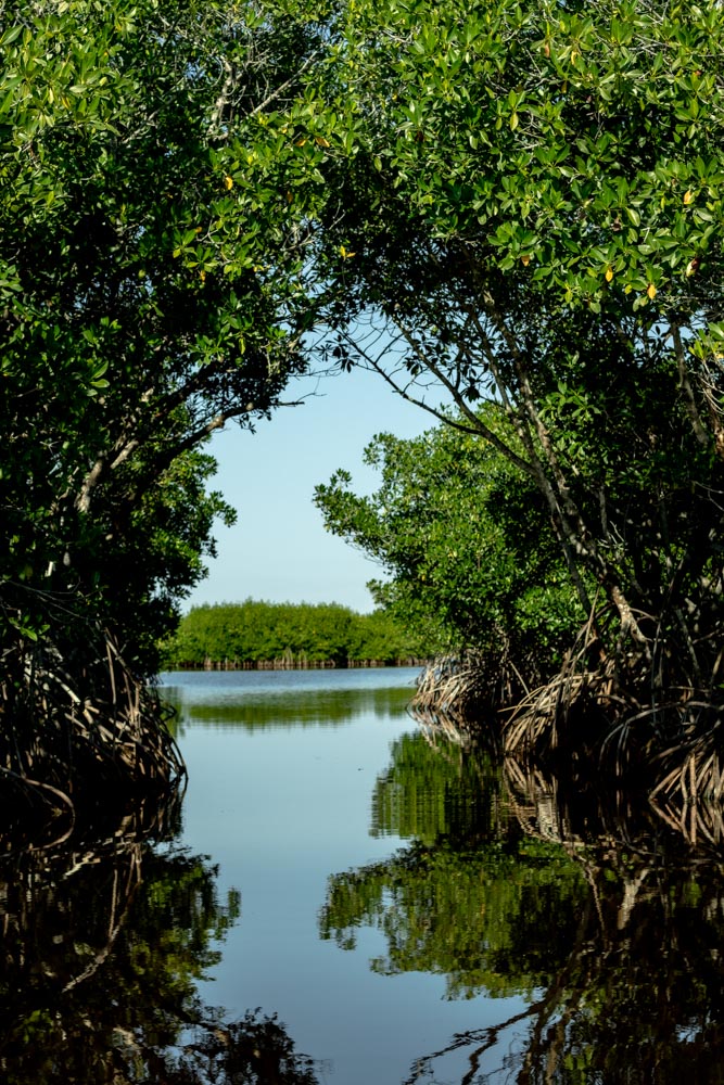 Exploring The Everglades by Airboat